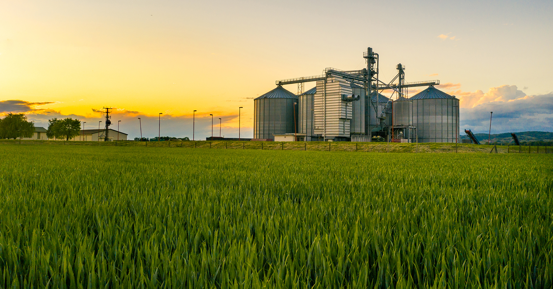 A wheat field at sunset with grain silos in the background.