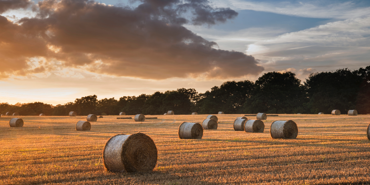 A field with hay bales at a beautiful sunset.